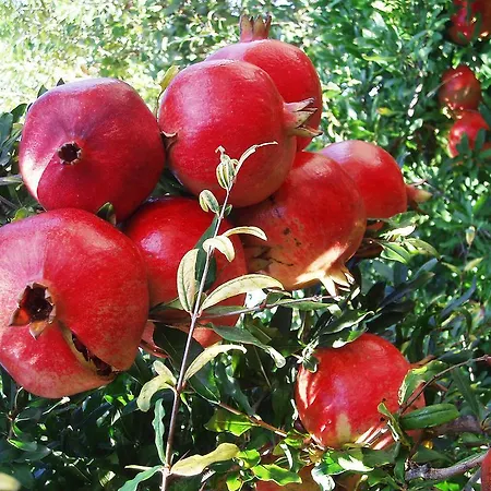 Maison d'hôtes Merhaba Bungalow *