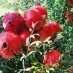 Πανσιόν Merhaba Bungalow *
